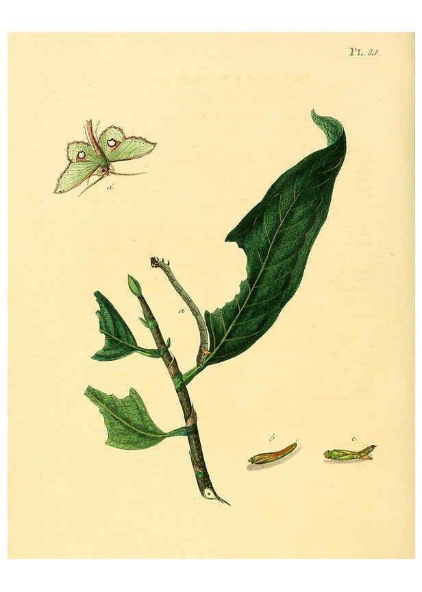 Reproducción/Reproduction 6126456191: Surinaamsche vlinders d.1-3. Amsterdam :J.C. Sepp en zoon,[1848-1852] 