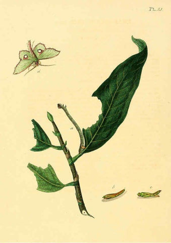 Reproducción/Reproduction 6126456191: Surinaamsche vlinders d.1-3. Amsterdam :J.C. Sepp en zoon,[1848-1852] 
