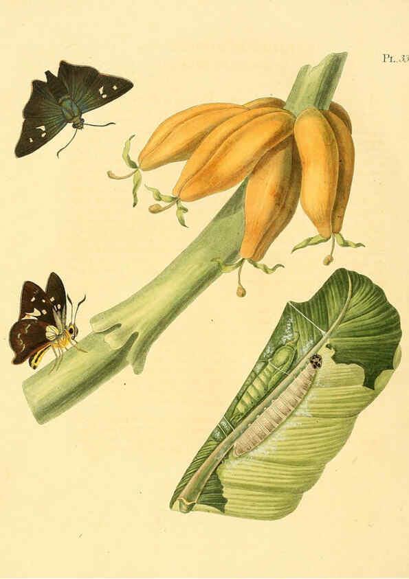 Reproducción/Reproduction 6127004684: Surinaamsche vlinders d.1-3. Amsterdam :J.C. Sepp en zoon,[1848-1852] 