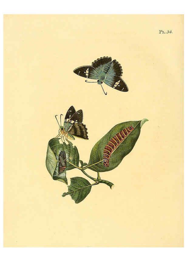 Reproducción/Reproduction 6127004776: Surinaamsche vlinders d.1-3. Amsterdam :J.C. Sepp en zoon,[1848-1852] 