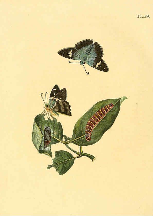 Reproducción/Reproduction 6127004776: Surinaamsche vlinders d.1-3. Amsterdam :J.C. Sepp en zoon,[1848-1852] 