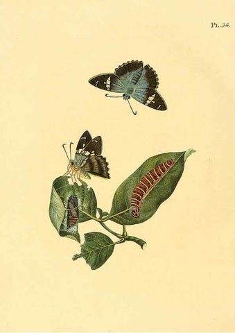 Reproducción/Reproduction 6127004776: Surinaamsche vlinders d.1-3. Amsterdam :J.C. Sepp en zoon,[1848-1852] 