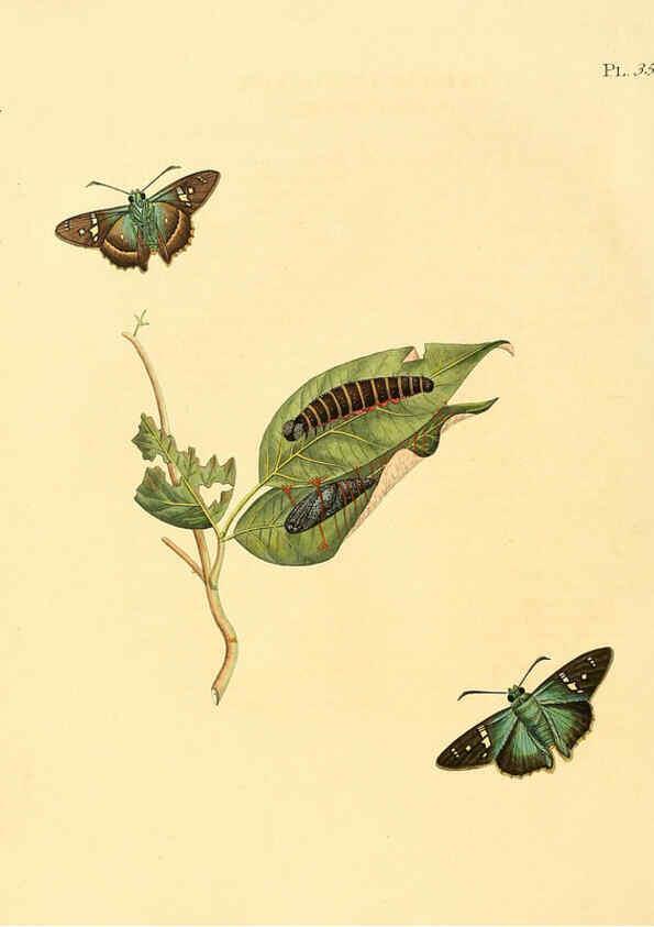 Reproducción/Reproduction 6127004888: Surinaamsche vlinders d.1-3. Amsterdam :J.C. Sepp en zoon,[1848-1852] 