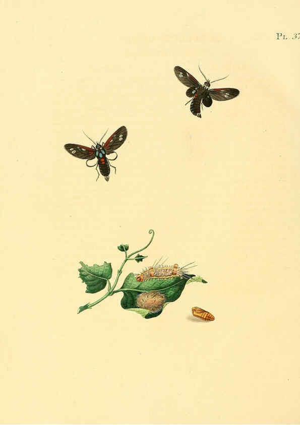 Reproducción/Reproduction 6127005158: Surinaamsche vlinders d.1-3. Amsterdam :J.C. Sepp en zoon,[1848-1852] 