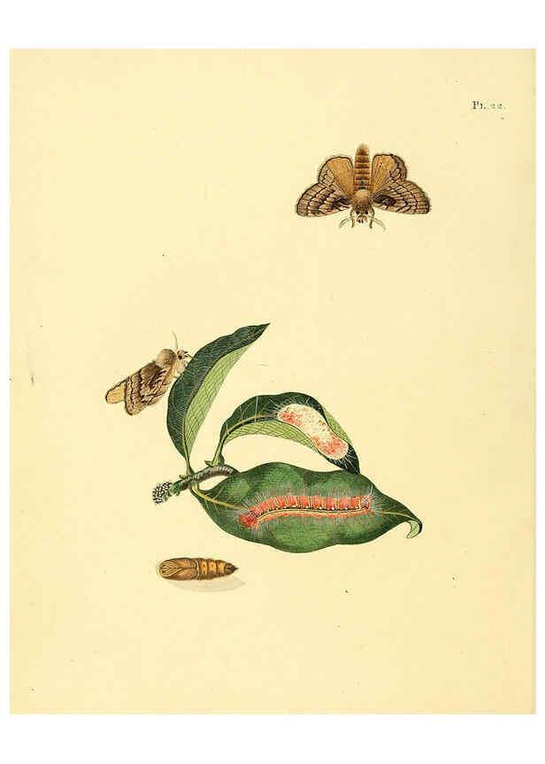 Reproducción/Reproduction 6126455097: Surinaamsche vlinders d.1-3. Amsterdam :J.C. Sepp en zoon,[1848-1852] 