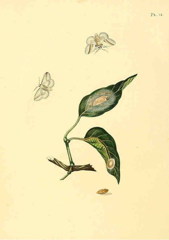 Reproducción/Reproduction 6126454995: Surinaamsche vlinders d.1-3. Amsterdam :J.C. Sepp en zoon,[1848-1852] 