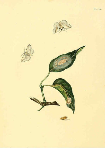 Reproducción/Reproduction 6126454995: Surinaamsche vlinders d.1-3. Amsterdam :J.C. Sepp en zoon,[1848-1852] 