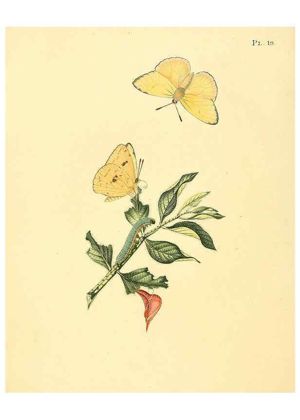 Reproducción/Reproduction 6126454781: Surinaamsche vlinders d.1-3. Amsterdam :J.C. Sepp en zoon,[1848-1852] 