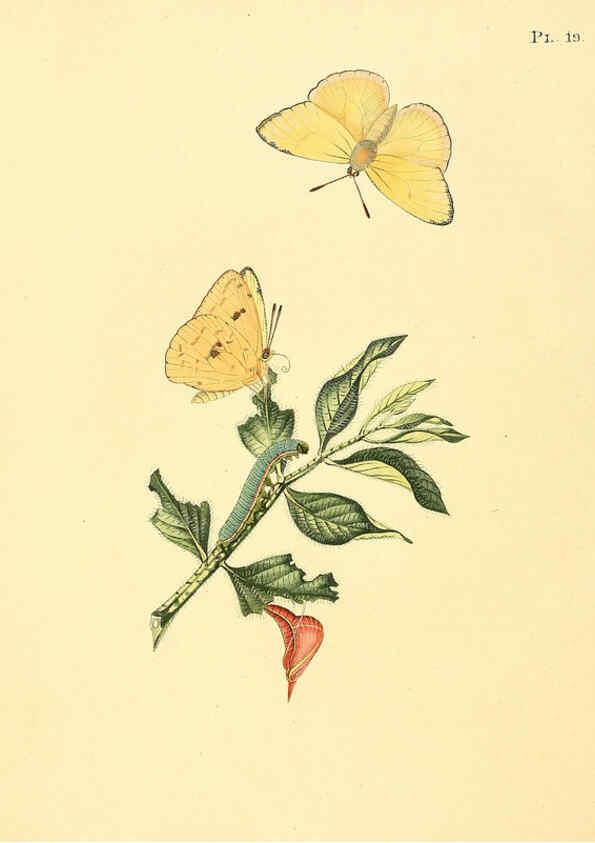 Reproducción/Reproduction 6126454781: Surinaamsche vlinders d.1-3. Amsterdam :J.C. Sepp en zoon,[1848-1852] 