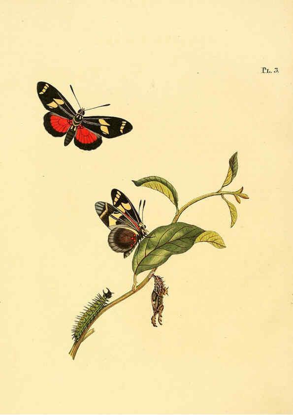 Reproducción/Reproduction 6127000872: Surinaamsche vlinders d.1-3. Amsterdam :J.C. Sepp en zoon,[1848-1852] 