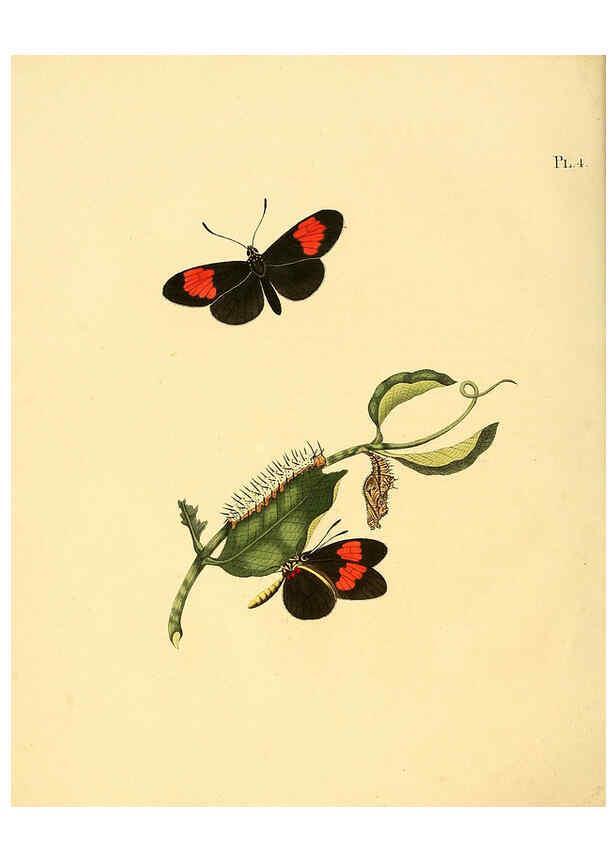 Reproducción/Reproduction 6126452705: Surinaamsche vlinders d.1-3. Amsterdam :J.C. Sepp en zoon,[1848-1852] 