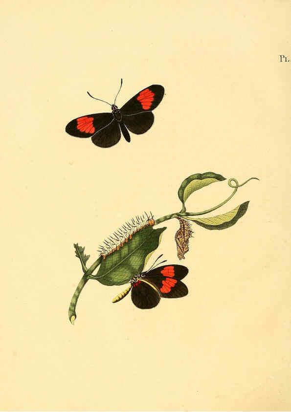 Reproducción/Reproduction 6126452705: Surinaamsche vlinders d.1-3. Amsterdam :J.C. Sepp en zoon,[1848-1852] 