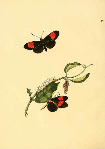 Reproducción/Reproduction 6126452705: Surinaamsche vlinders d.1-3. Amsterdam :J.C. Sepp en zoon,[1848-1852] 