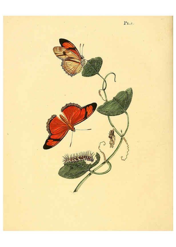 Reproducción/Reproduction 6126452817: Surinaamsche vlinders d.1-3. Amsterdam :J.C. Sepp en zoon,[1848-1852] 