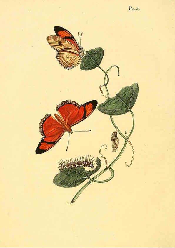 Reproducción/Reproduction 6126452817: Surinaamsche vlinders d.1-3. Amsterdam :J.C. Sepp en zoon,[1848-1852] 