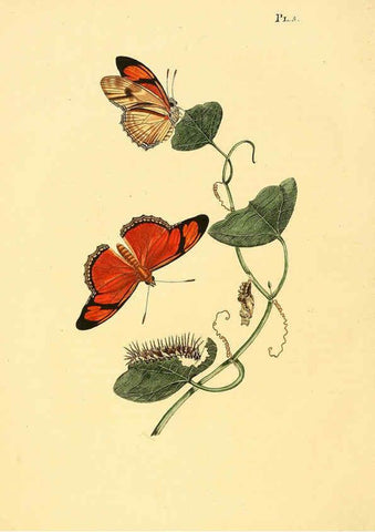 Reproducción/Reproduction 6126452817: Surinaamsche vlinders d.1-3. Amsterdam :J.C. Sepp en zoon,[1848-1852] 