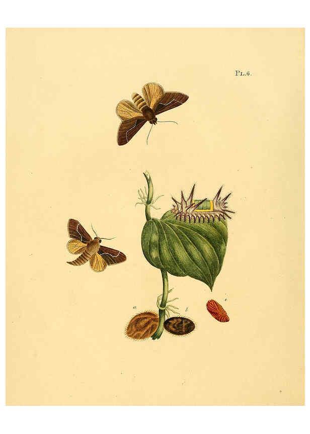 Reproducción/Reproduction 6126452975: Surinaamsche vlinders d.1-3. Amsterdam :J.C. Sepp en zoon,[1848-1852] 