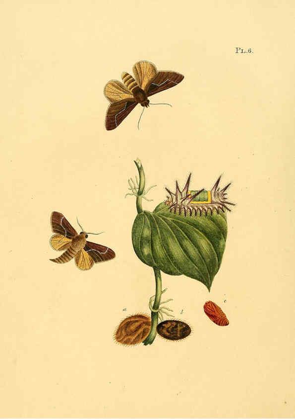 Reproducción/Reproduction 6126452975: Surinaamsche vlinders d.1-3. Amsterdam :J.C. Sepp en zoon,[1848-1852] 