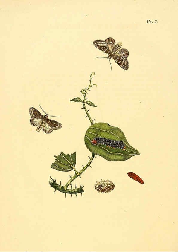 Reproducción/Reproduction 6127001410: Surinaamsche vlinders d.1-3. Amsterdam :J.C. Sepp en zoon,[1848-1852] 