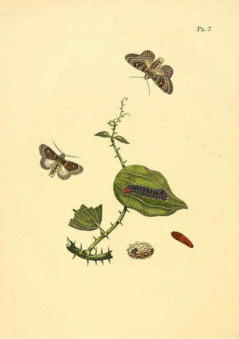 Reproducción/Reproduction 6127001410: Surinaamsche vlinders d.1-3. Amsterdam :J.C. Sepp en zoon,[1848-1852] 