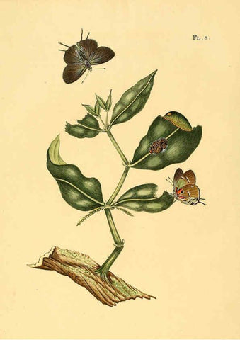 Reproducción/Reproduction 6126453273: Surinaamsche vlinders d.1-3. Amsterdam :J.C. Sepp en zoon,[1848-1852] 