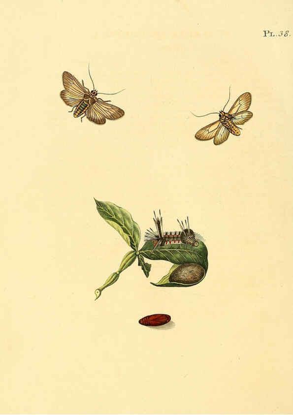 Reproducción/Reproduction 6126457025: Surinaamsche vlinders d.1-3. Amsterdam :J.C. Sepp en zoon,[1848-1852] 