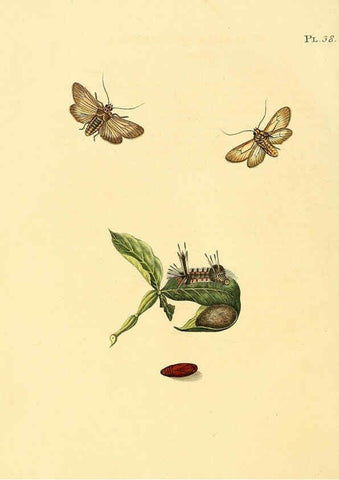 Reproducción/Reproduction 6126457025: Surinaamsche vlinders d.1-3. Amsterdam :J.C. Sepp en zoon,[1848-1852] 
