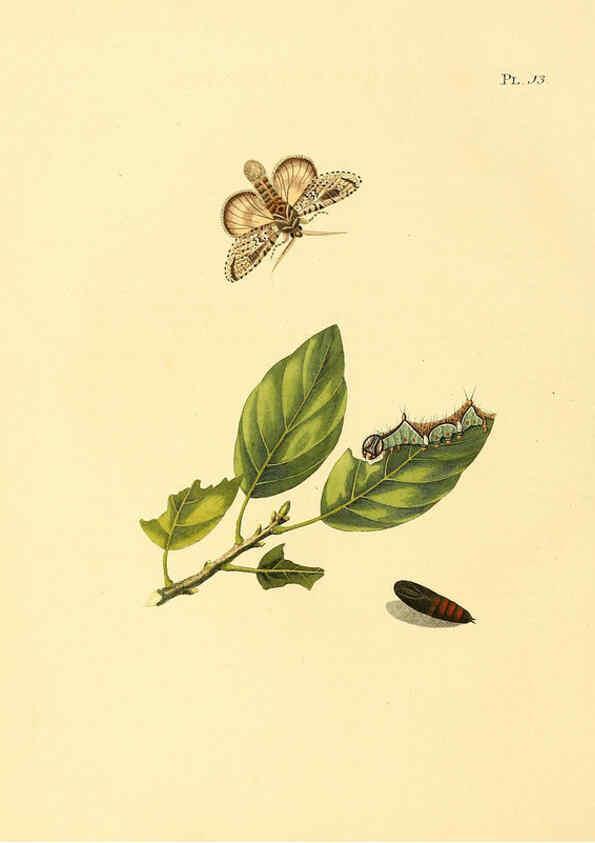 Reproducción/Reproduction 6127002212: Surinaamsche vlinders d.1-3. Amsterdam :J.C. Sepp en zoon,[1848-1852] 