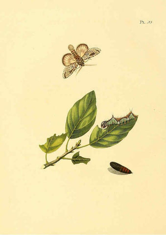 Reproducción/Reproduction 6127002212: Surinaamsche vlinders d.1-3. Amsterdam :J.C. Sepp en zoon,[1848-1852] 