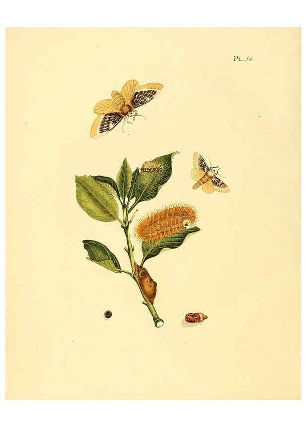Reproducción/Reproduction 6126454065: Surinaamsche vlinders d.1-3. Amsterdam :J.C. Sepp en zoon,[1848-1852] 