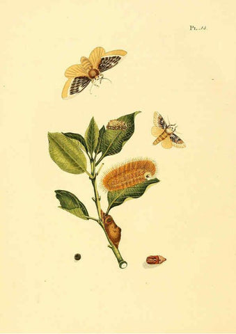 Reproducción/Reproduction 6126454065: Surinaamsche vlinders d.1-3. Amsterdam :J.C. Sepp en zoon,[1848-1852] 