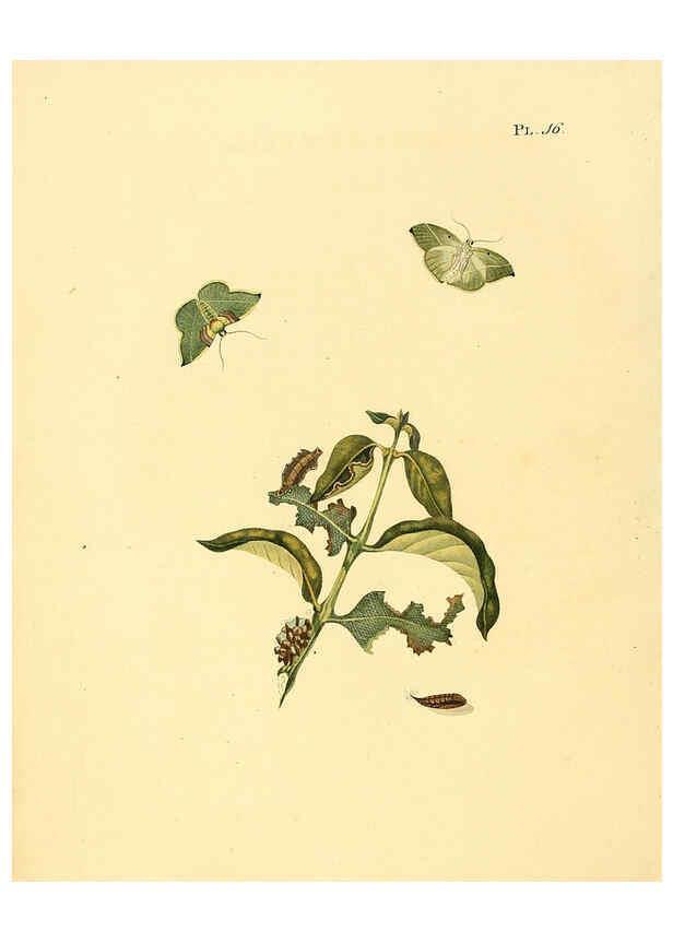 Reproducción/Reproduction 6126454281: Surinaamsche vlinders d.1-3. Amsterdam :J.C. Sepp en zoon,[1848-1852] 