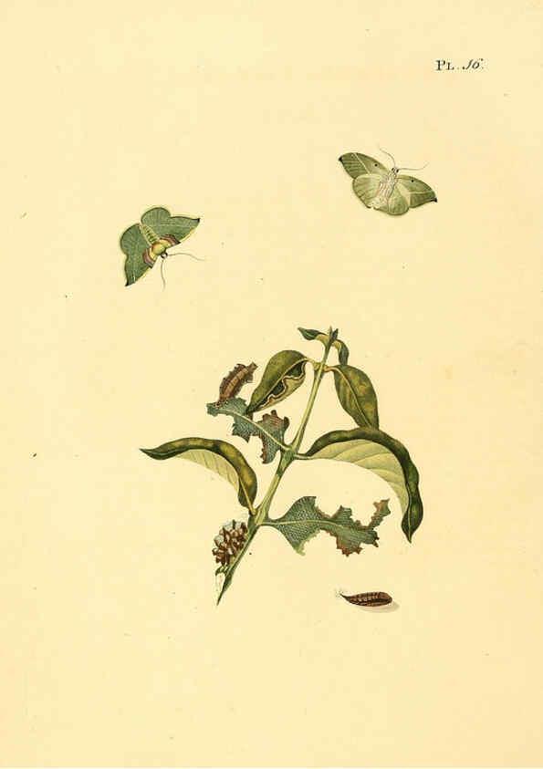 Reproducción/Reproduction 6126454281: Surinaamsche vlinders d.1-3. Amsterdam :J.C. Sepp en zoon,[1848-1852] 