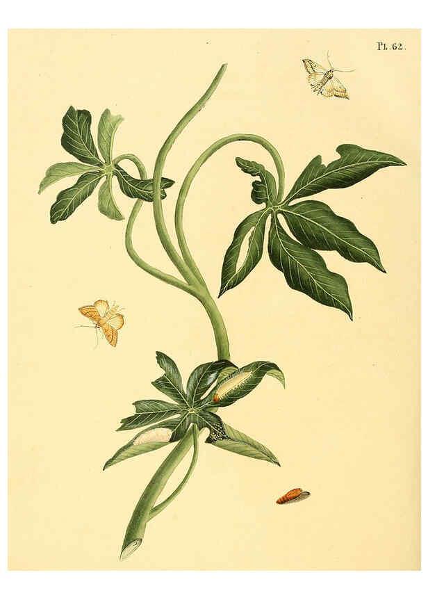 Reproducción/Reproduction 6126460205: Surinaamsche vlinders d.1-3. Amsterdam :J.C. Sepp en zoon,[1848-1852] 