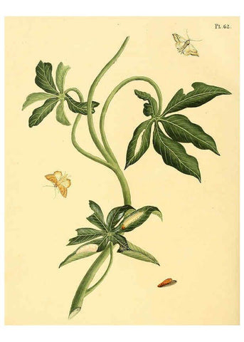 Reproducción/Reproduction 6126460205: Surinaamsche vlinders d.1-3. Amsterdam :J.C. Sepp en zoon,[1848-1852] 