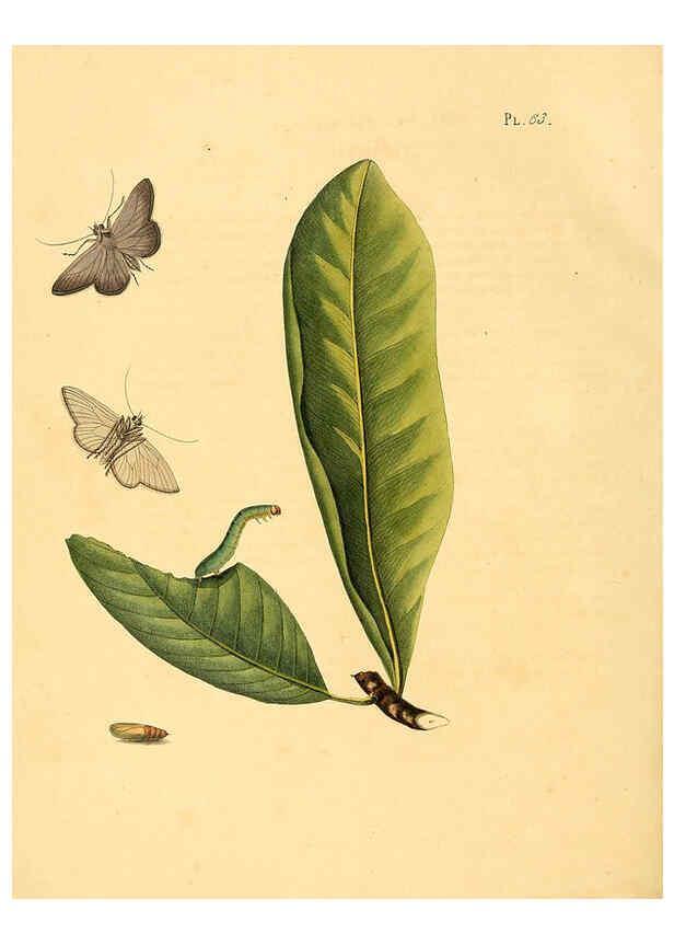 Reproducción/Reproduction 6126460335: Surinaamsche vlinders d.1-3. Amsterdam :J.C. Sepp en zoon,[1848-1852] 
