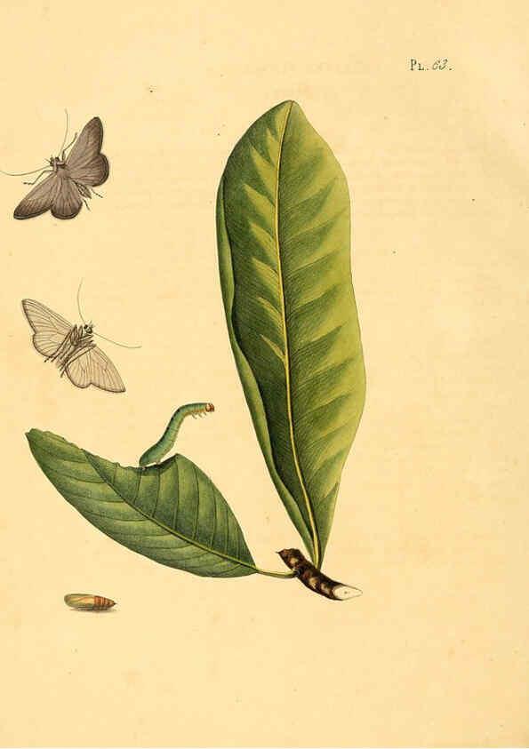 Reproducción/Reproduction 6126460335: Surinaamsche vlinders d.1-3. Amsterdam :J.C. Sepp en zoon,[1848-1852] 
