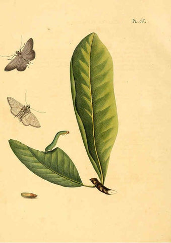 Reproducción/Reproduction 6126460335: Surinaamsche vlinders d.1-3. Amsterdam :J.C. Sepp en zoon,[1848-1852] 