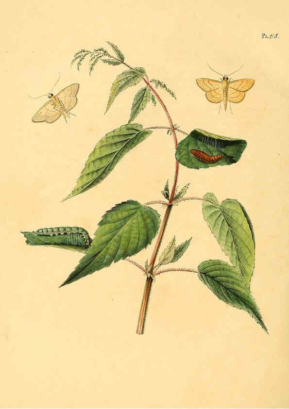 Reproducción/Reproduction 6126460711: Surinaamsche vlinders d.1-3. Amsterdam :J.C. Sepp en zoon,[1848-1852] 
