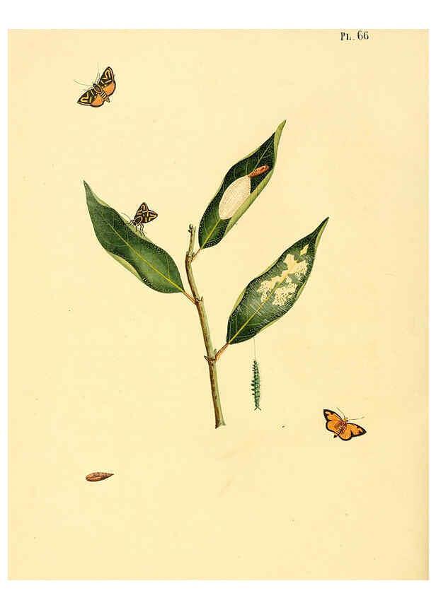 Reproducción/Reproduction 6126460843: Surinaamsche vlinders d.1-3. Amsterdam :J.C. Sepp en zoon,[1848-1852] 