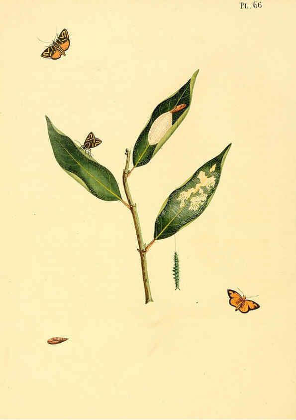 Reproducción/Reproduction 6126460843: Surinaamsche vlinders d.1-3. Amsterdam :J.C. Sepp en zoon,[1848-1852] 