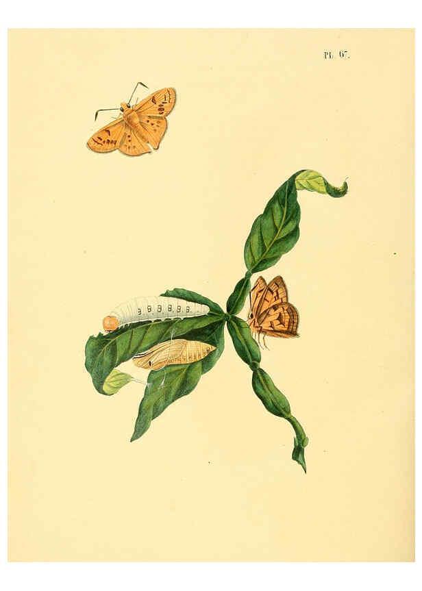 Reproducción/Reproduction 6126460987: Surinaamsche vlinders d.1-3. Amsterdam :J.C. Sepp en zoon,[1848-1852] 