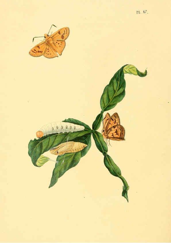 Reproducción/Reproduction 6126460987: Surinaamsche vlinders d.1-3. Amsterdam :J.C. Sepp en zoon,[1848-1852] 