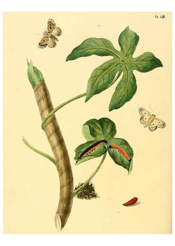 Reproducción/Reproduction 6127009420: Surinaamsche vlinders d.1-3. Amsterdam :J.C. Sepp en zoon,[1848-1852] 