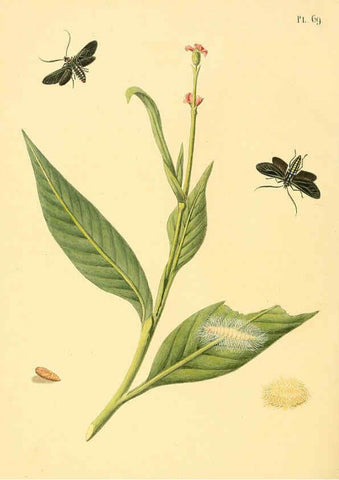 Reproducción/Reproduction 6127009556: Surinaamsche vlinders d.1-3. Amsterdam :J.C. Sepp en zoon,[1848-1852] 