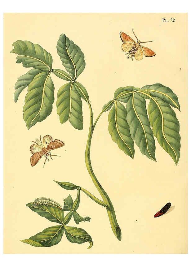 Reproducción/Reproduction 6127009912: Surinaamsche vlinders d.1-3. Amsterdam :J.C. Sepp en zoon,[1848-1852] 