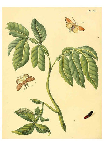 Reproducción/Reproduction 6127009912: Surinaamsche vlinders d.1-3. Amsterdam :J.C. Sepp en zoon,[1848-1852] 