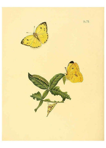 Reproducción/Reproduction 6126462047: Surinaamsche vlinders d.1-3. Amsterdam :J.C. Sepp en zoon,[1848-1852] 