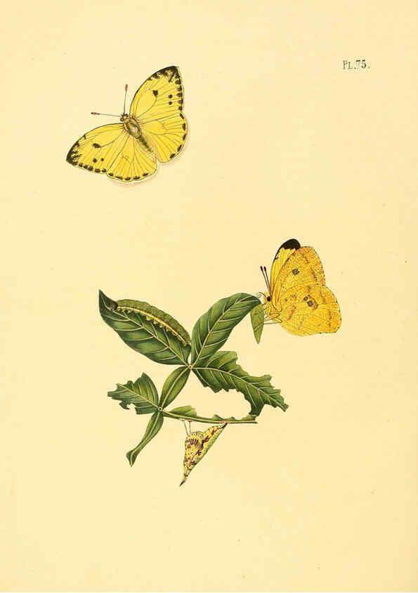 Reproducción/Reproduction 6126462047: Surinaamsche vlinders d.1-3. Amsterdam :J.C. Sepp en zoon,[1848-1852] 