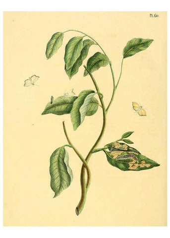 Reproducción/Reproduction 6126459989: Surinaamsche vlinders d.1-3. Amsterdam :J.C. Sepp en zoon,[1848-1852] 